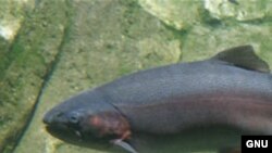 Радужная форель, вид лососевых рыб.
<a href = "http://en.wikipedia.org/wiki/Image:Steelhead.jpg" target=_blank>Wikipedia. GNU Free Documentation License</a>