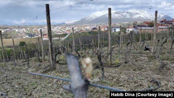 Dëmet e shkaktuara nga ngricat në vreshtat e Habib Dinës.
