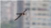 The alpine swift (Tachymarptis melba, white, bird, birds), undated.