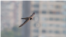 The alpine swift (Tachymarptis melba, white, bird, birds), undated.