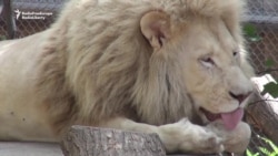 Free Tickets At Tbilisi Zoo, A Year After Deadly Floods