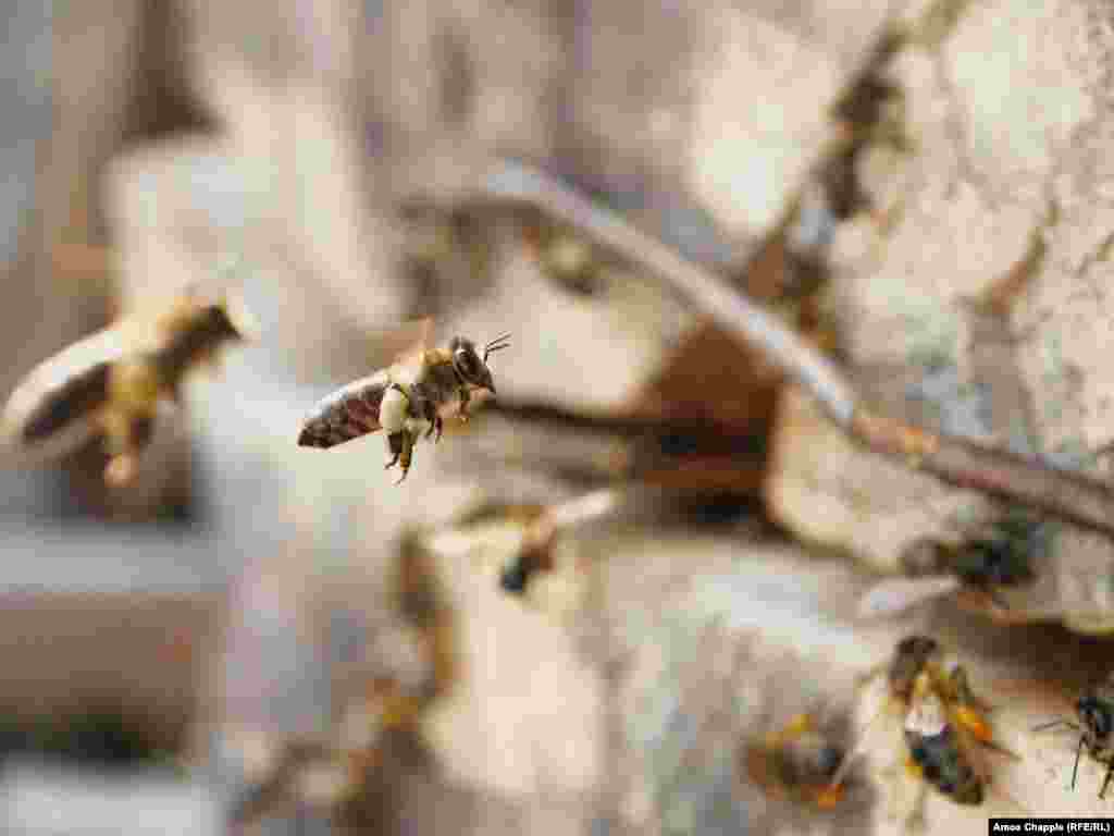 Кавказские горные серые пчелы, которые производят мед джара, ценятся во всем мире за их устойчивость к холодному климату и длинные хоботки, которыми им удается добраться до нектара, недоступного другим видам. Эти пчелы относительно послушны, но их укусы необычайно болезненны