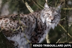 А гэтую рысь сфатаграфавалі зімой 2021 году ў бэльгійскім Han Wildlife Park
