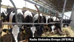 Macedonia - Livestock farm in Bitola.