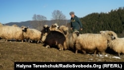 На карпатській полонині в Кривопіллі на Гуцульщині