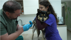 Рятують тварин, які постраждали від війни та жорстокості людей: історія ветеринарів з Одеси (відео)