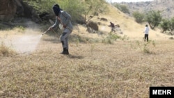 File photo: Millions of locusts Attacked on 6 Provinces in South of Iran