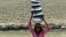 A Pakistani girl carries pots filled with drinking water as she heads to her home in the Pakistani province of Sindh in July.