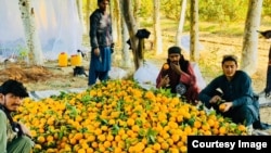 په ننګرهار کې د مالټو حاصل زیات شوی