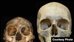 Homo floresiensis и Homo Sapiens. Разница в размерах между «хоббитом» с острова Флорес и большинством современных людей разительно велика.