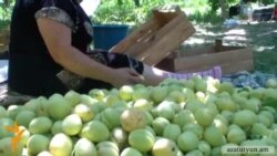 Գյուղացիները «թալան» են որակում ծիրանի մթերման գինը