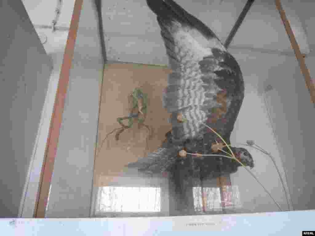 Осорхонаи Хатлон #96