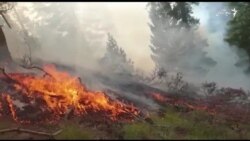 ادامه آتش سوزی در جنگل های کنر و نورستان