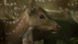 Пожертвувати оленем заради порятунку хижаків – в індонезійському зоопарку тваринам не вистачає корму