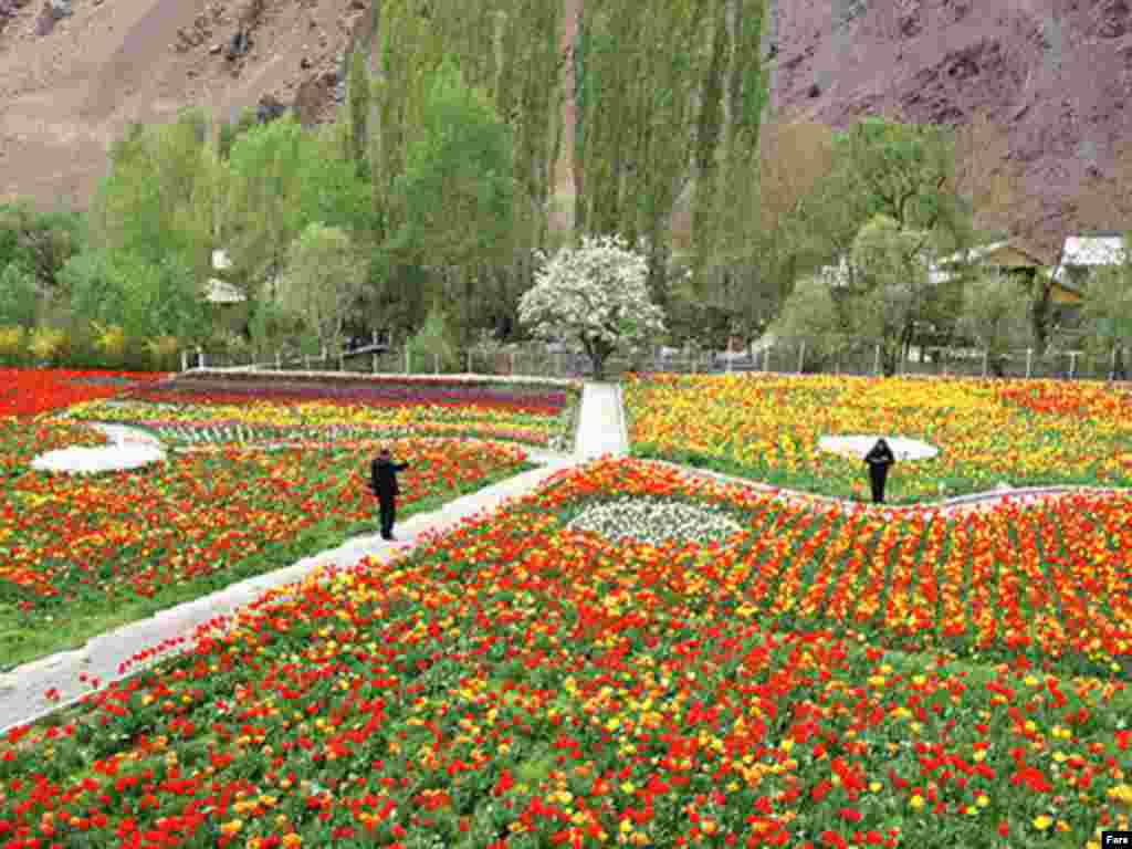 باغ گل لاله، چالوس