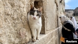 O pisică într-o crăpătură a Zidului Plângerii, din Ierusalim, după ce acesta a fost redeschis publicului în urma anunțării unui armistițiu de două săptămâni în războiul cu Iranul.