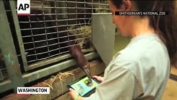 'Apps for Apes' Program Offers Orangutans iPads 