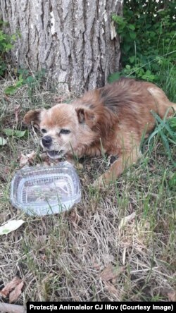 Una dintre soluțiile propuse de Protecția Animalelor Ilfov este sterilizarea.