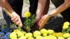 У Запорізькому міському ботанічному саду висадили чорнобривці у формі мапи України