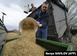 Фермери завантажують овес у посівний апарат, щоб засіяти поле на схід від Києва