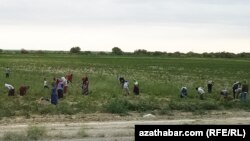 Сельхозугодья. Туркменистан (архивное фото)