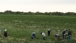 Sowuk howada ekinleri zaýalanan maryly daýhanlar ekişe täzeden girişýär
