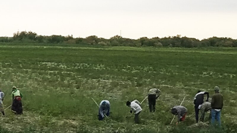 Sowuk howada ekinleri zaýalanan maryly daýhanlar ekişe täzeden girişýär