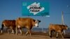 RUSSIA - Cows walk past a campaign poster of Noviye Lyudi (New People) political party ahead of the Russian parliamentary and regional election outside Ulan-Ude, Buryatia republic, Russia September 16, 2021