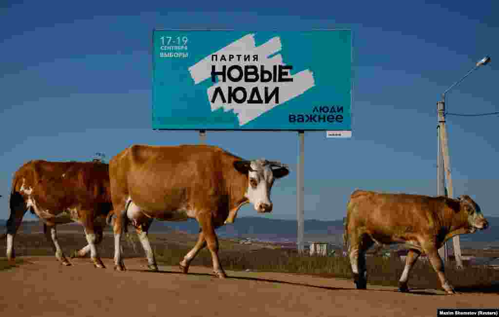 Izvan Ulan-Udea u ruskoj Burjatskoj Republici krave prolaze pored plakata za kampanju za političku stranku Novi narod uoči parlamentarnih i regionalnih izbora.