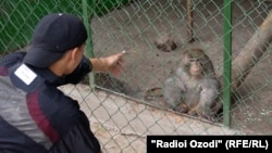 Даҳҳо сокини Хуҷанд ба аёдати маймуни бемори Боғи ҷонварон рафтаанд.