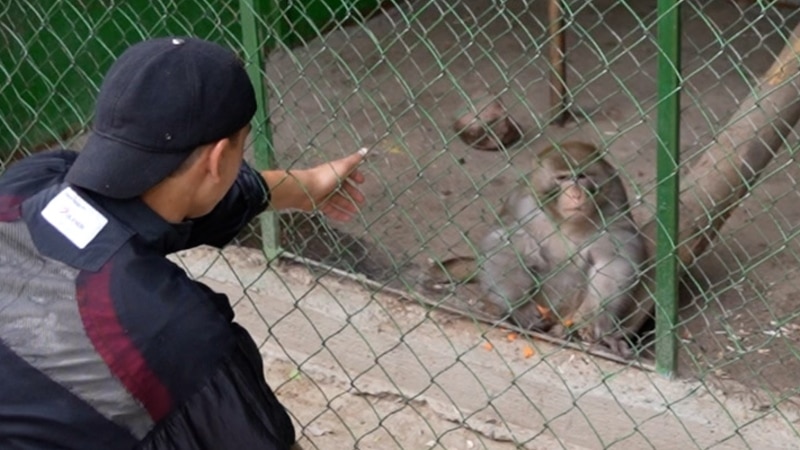 Маймуни бемор аҳволи Боғи ҷонварони Хуҷандро дигар кард