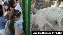 Bakı zooparkından görüntülər