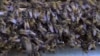 Bee World Day