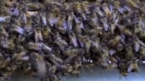 Bee World Day