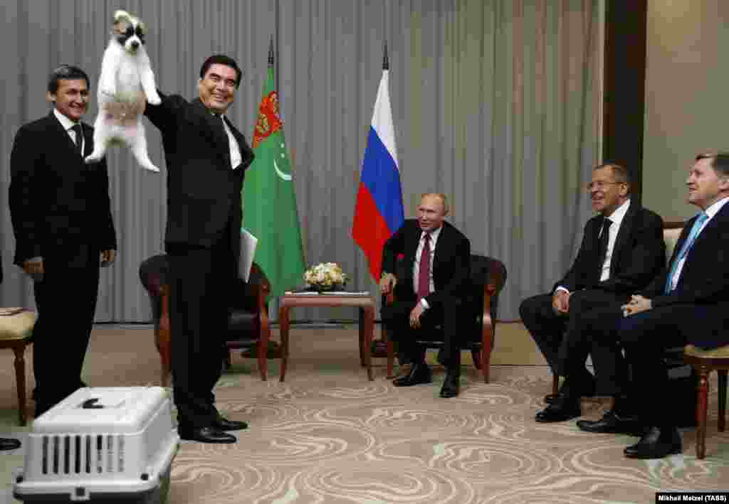 RUSSIA -- Turkmen President Gurbanguly Berdymukhamedov demonstrates a Turkmen shepherd dog, locally known as Alabai, before presenting it to his Russian counterpart Vladimir Putin during a meeting in Sochi, October 11, 2017