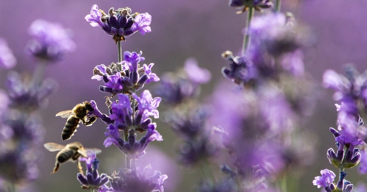 Afaceri care nfloresc frumos: plantele aromatice