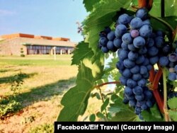 168 de soiuri de struguri sunt în România, fapt ce face ca vinul românesc să nu prea poată fi diferențiat în străinătate.
