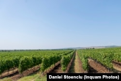 182.600 de hectare de viță de vie are România, a cincea cea mai mare suprafață a unei țări din UE