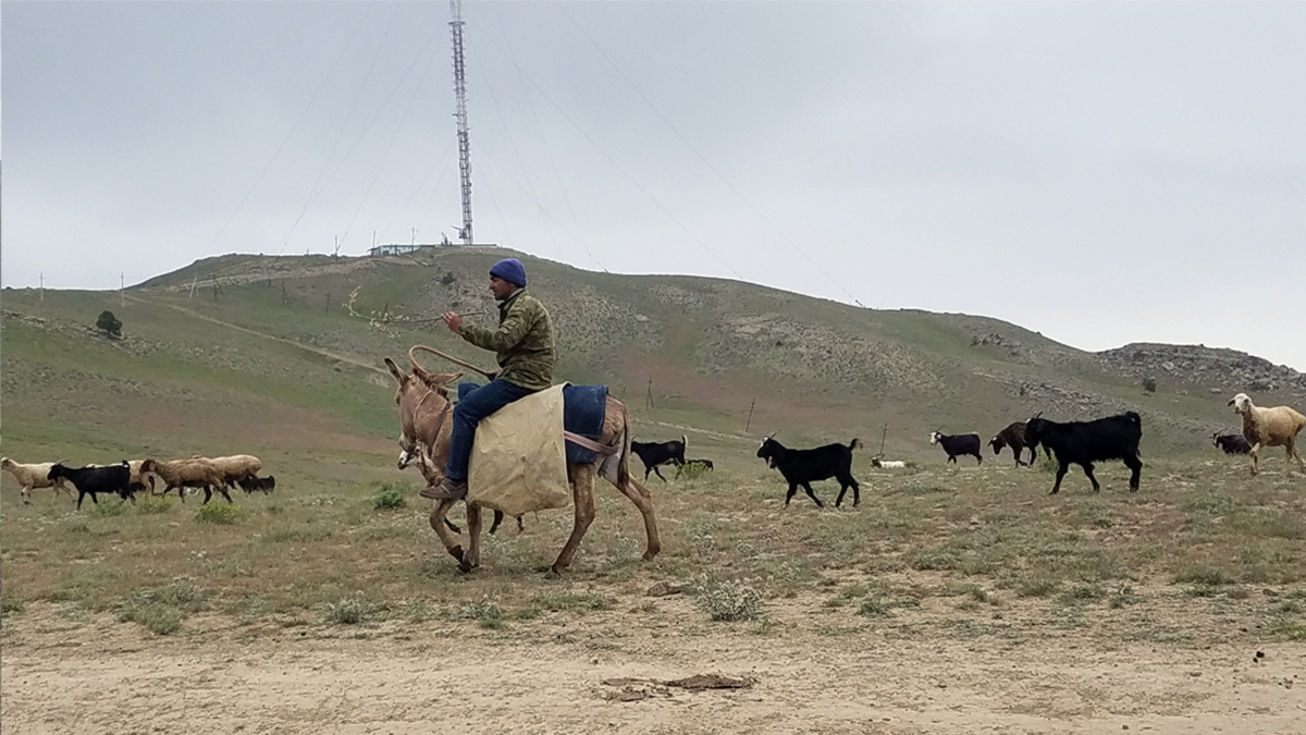 Погода в ашхабаде на неделю. Туркмения пастухи собаки. Зарисовки недели Туркменистан. Новости Туркменистана. Ашхабад радио Азатлык.