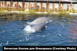 Белухи в "китовой тюрьме" в Приморье