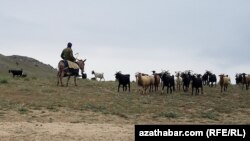 Çopanlar çöl meýdanlarynda gurakçylygyň güýçlenýän mahaly, bazarlarda öňküler ýaly ot-iýmiň hem tapdyrmaýandygyny aýdýarlar. (Illýustrasiýa suraty)