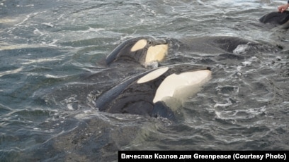 Китовая Тюрьма" Ждет Новых Узников!" Почему Россия Не Запрещает Отлов  Косаток И Белух