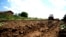 Tractor working a field of vegetables (Laktaši, Bosnia and Herzegovina)