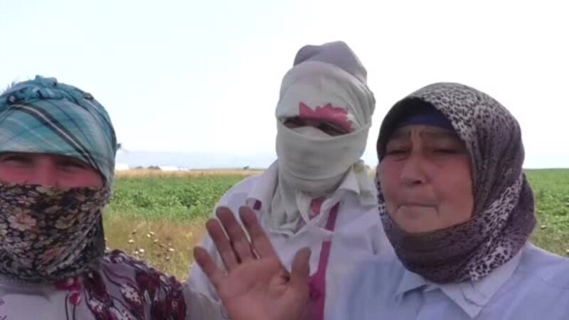 12 manata 12 saat kartof yığan qadınlar: 'Uşaqlarımız acından ölür'