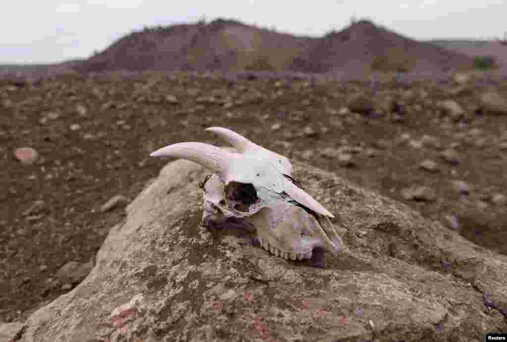 Egy elhullott kecske koponyája egy santiagói állatfarmon. Tizenhárom éve nem sújtotta ekkora szárazság a dél-amerikai országot