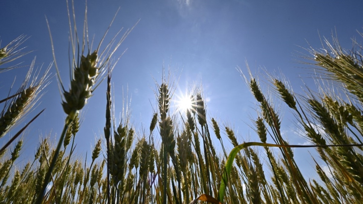 Завершився перший раунд переговорів щодо експорту зерна з України – міноборони Туреччини