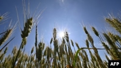 Polje pšenice na jugu Ukrajine, 11. lipnja 2022.