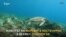 Опасният живот на морските костенурки