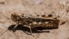 KYRGYZSTAN -AGRICULTURE-LIVESTOCK-CLIMATE - locust