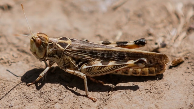 "Үйүрлүү чегиртке үйгө чейин киреби?"